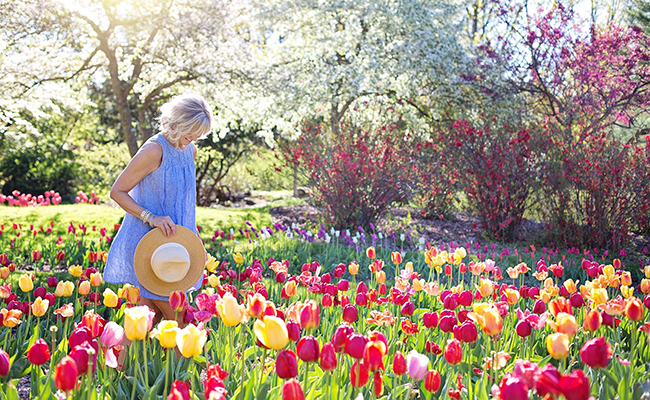 Comment replanter les bulbes de tulipes?